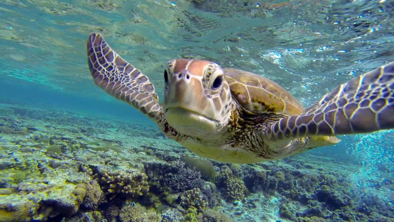 Great Barrier Reef with David Attenborough still 5