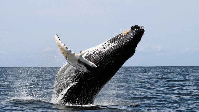 Ocean Giants still 1