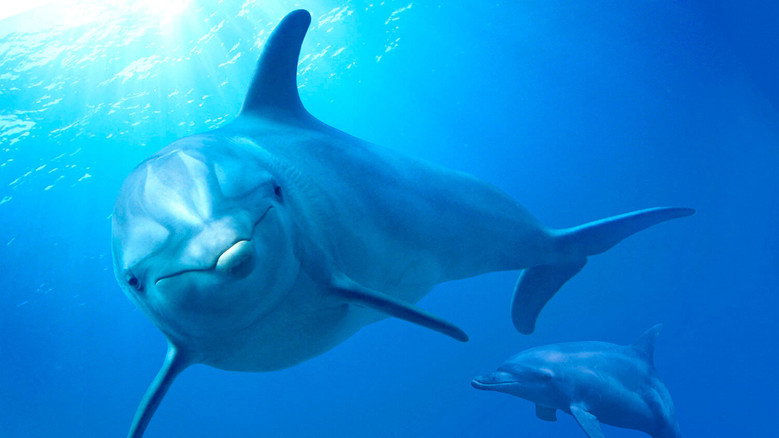 Dolphin Reef still 2