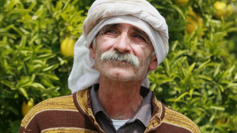 Lemon Tree still 2