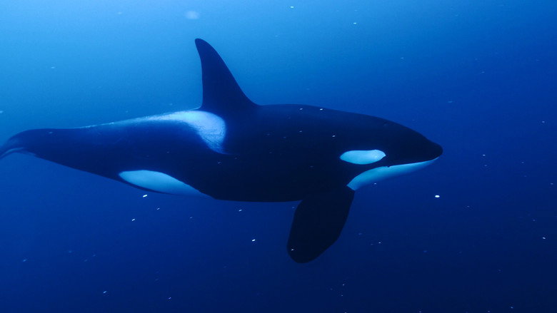 Whales and I still 2