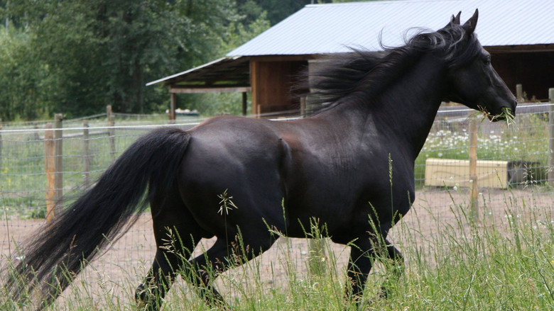 The Adventures of Black Beauty still 3