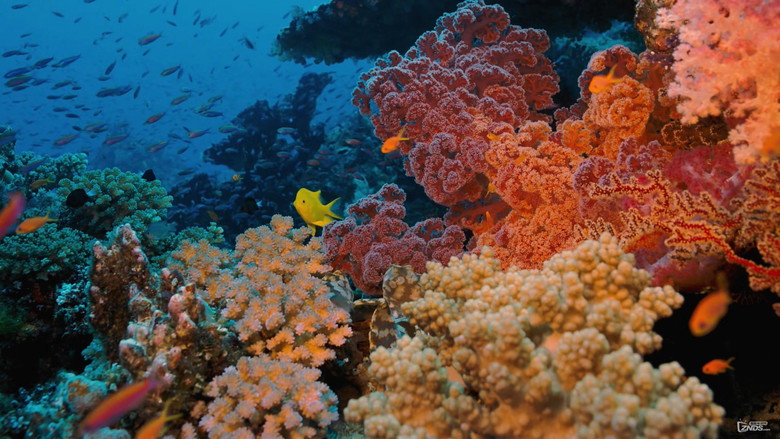 Coral Reef Adventure still 1
